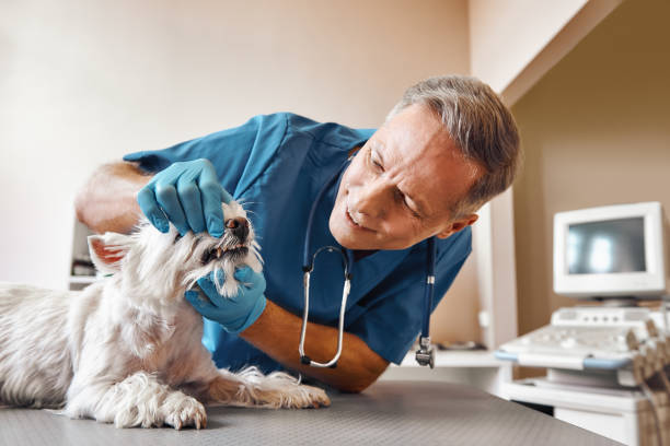 Best Broken or Chipped Tooth Repair in Pine Castle, FL